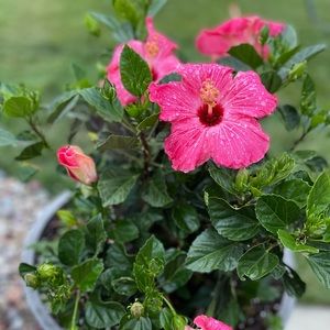 Meet your Posher, Jodi